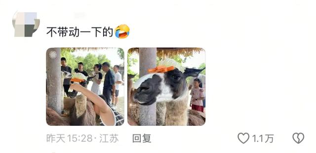 笑麻了！国庆的动物们都吃出工伤了！一看评论区动物们都EMO 了