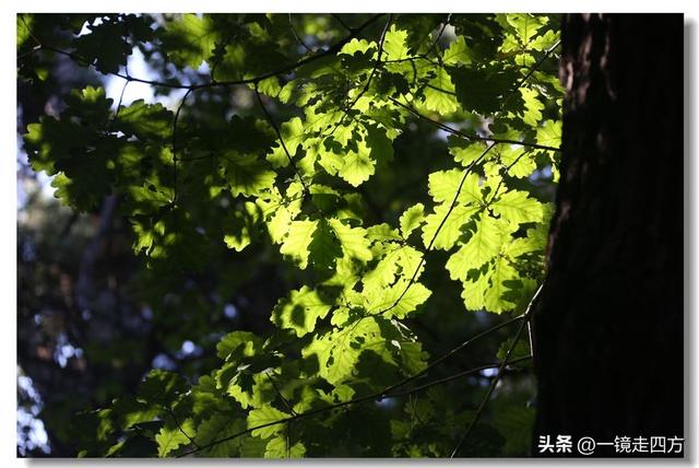 沈阳东陵郊野公园“精灵”出没
