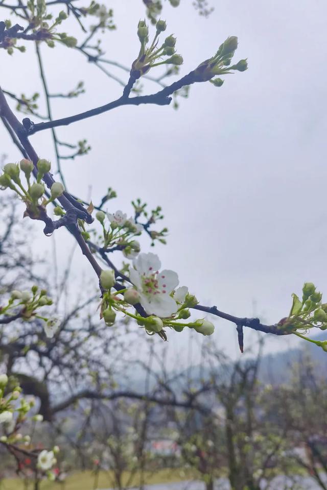 梨花带雨，新津带你！来约！