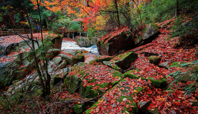 金戈铁马古青溪 熊猫彩林唐家河丨唐家河红叶季系列活动精彩来袭……