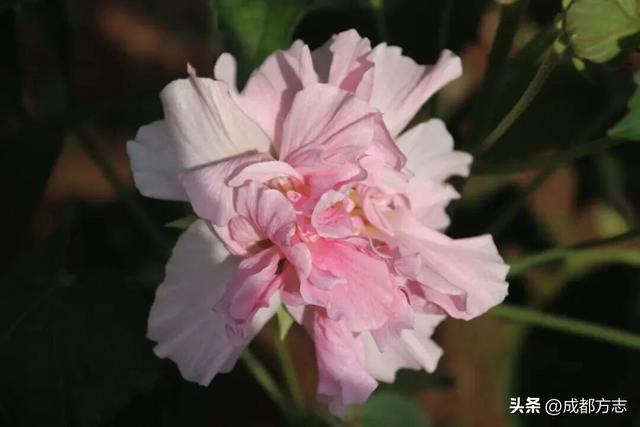 开疯了！一日三变的浪漫，错过等一年→