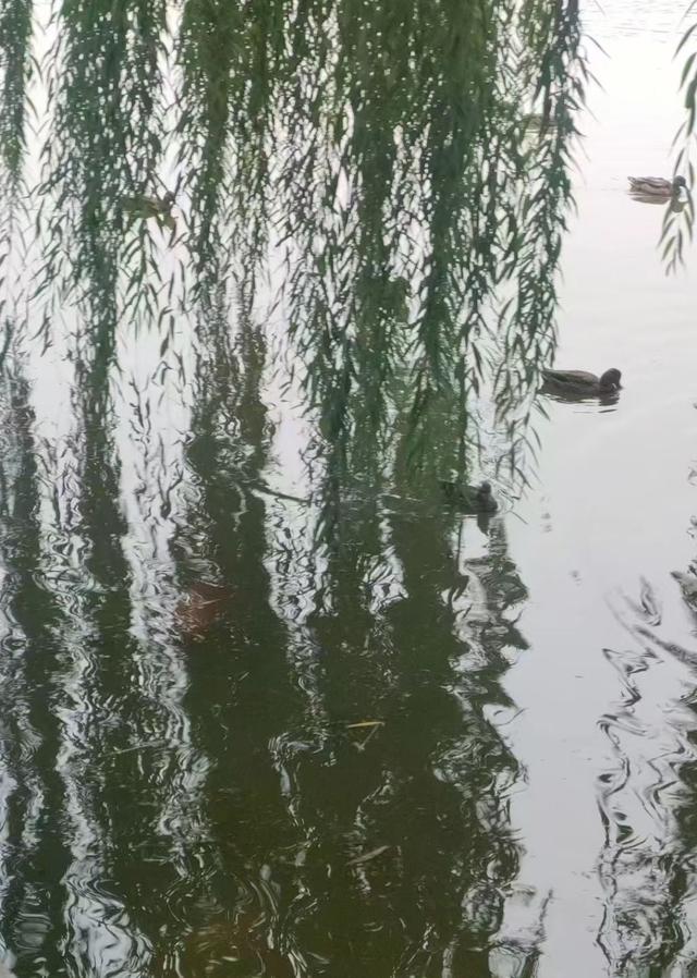 王林平随笔《古人对水域的诗情画意》