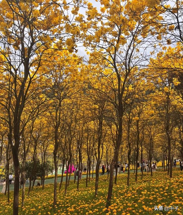 中山赏花指南：免费公园+徒步圣地老少皆宜，1.2万株黄花风铃木