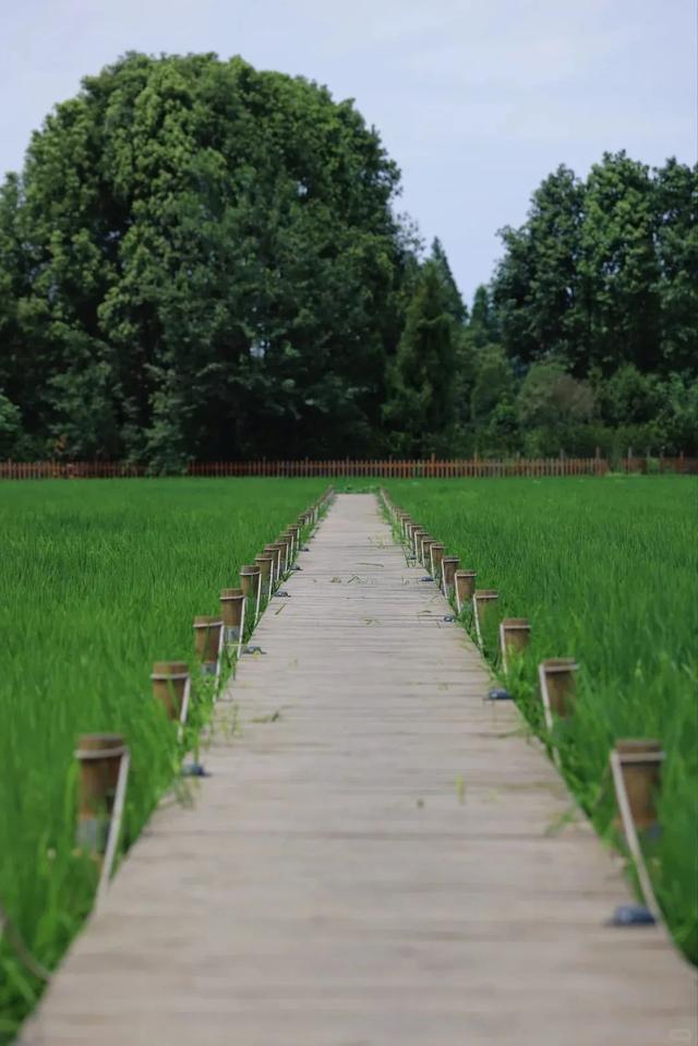 出片率100%！成都稻田迎来最佳观赏期，抓紧打卡！