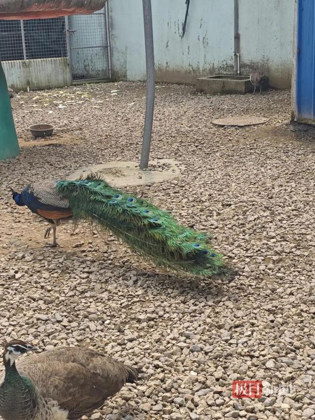 岳阳一处荒废游乐场内藏着一个动物园，门票20元一人，有20多种动物