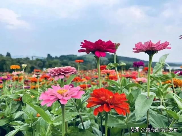 送票！西海岸这片梦幻花海开了！