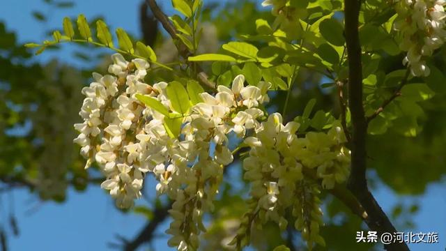 正定这座“天然氧吧” 适合全家露营