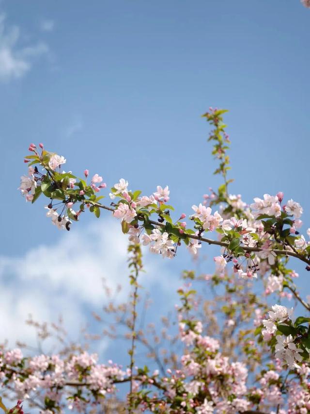烟火成都丨哇塞！成都的春天也太会开了