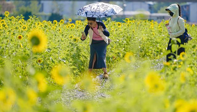 武汉市区最大向日葵花海免费开放 3.3万㎡金色花田绽放迎客