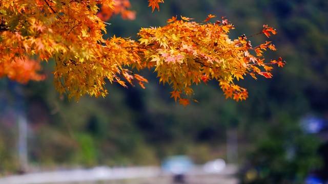 自驾四明山，邂逅江南醉美秋色：2日漫游云海、古村与童话森林