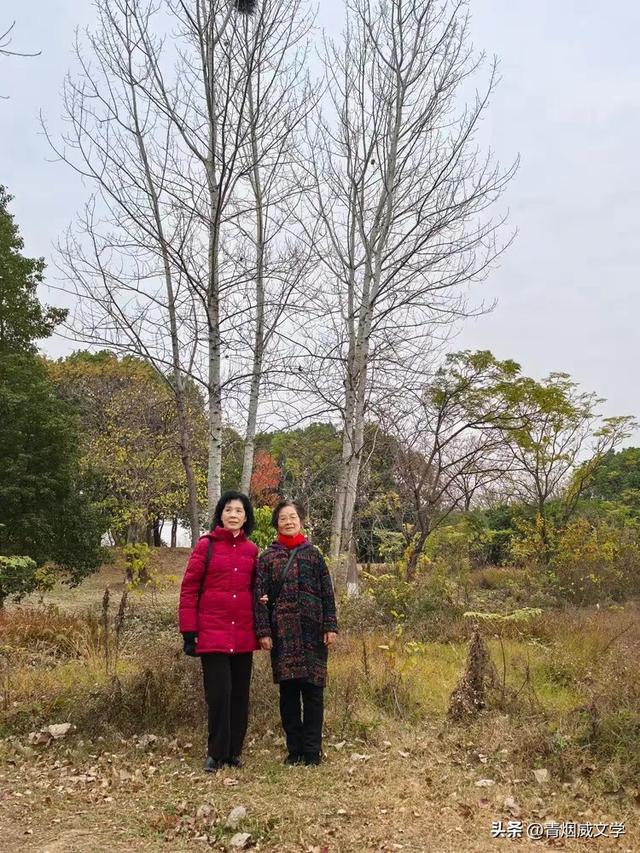 盘龙悠远银杏黄 水中学友情谊长