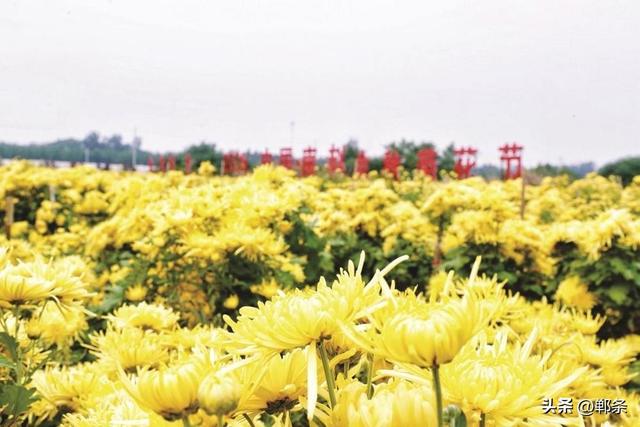 美在邯郸丨肥乡区南赵村千亩菊花盛放——秋日菊韵，金色邀约