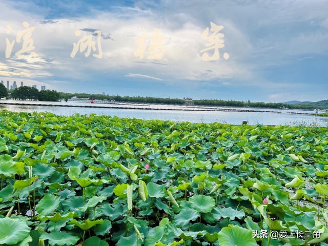 蠡湖荷韵