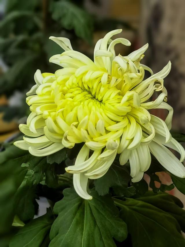 11月30日:2025年上海菊花展华丽登场