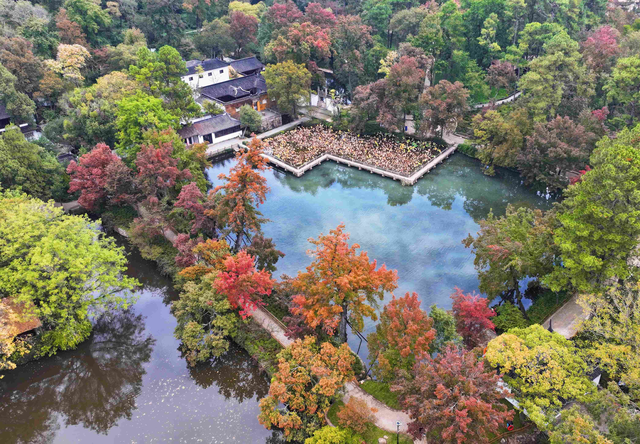 天平山红枫进入观赏期