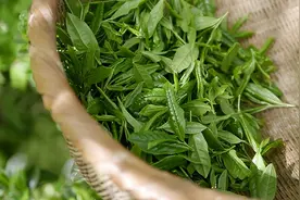 晨读 | 李俏红：新茶飘香图片