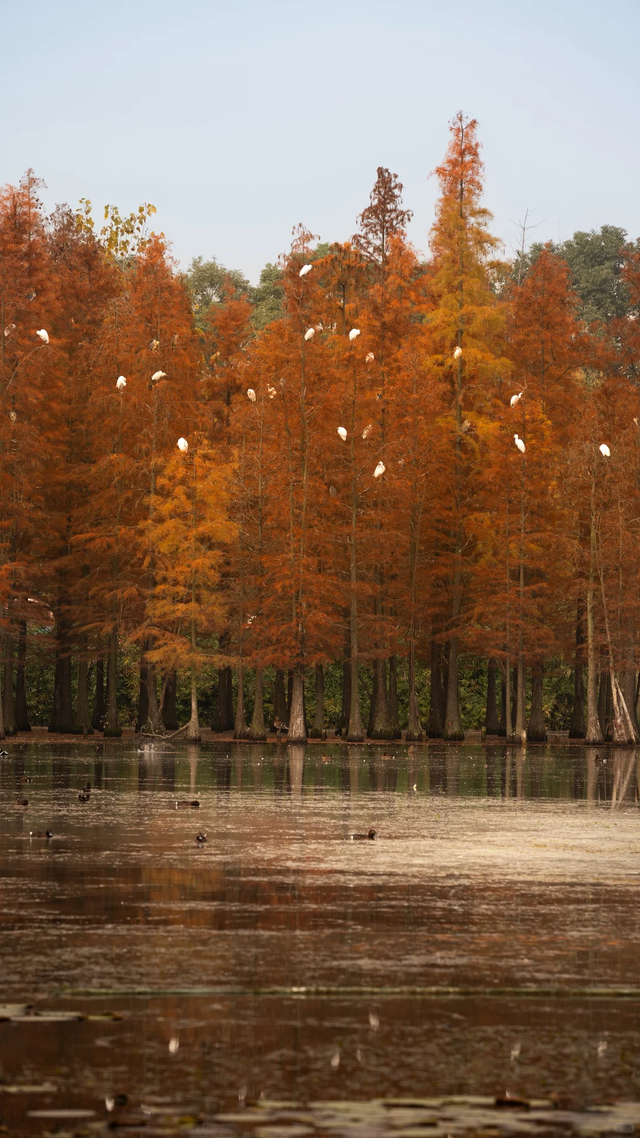 成都谁还不知道白鹭湾湿地公园水杉？已红99%，地铁直达放心冲！