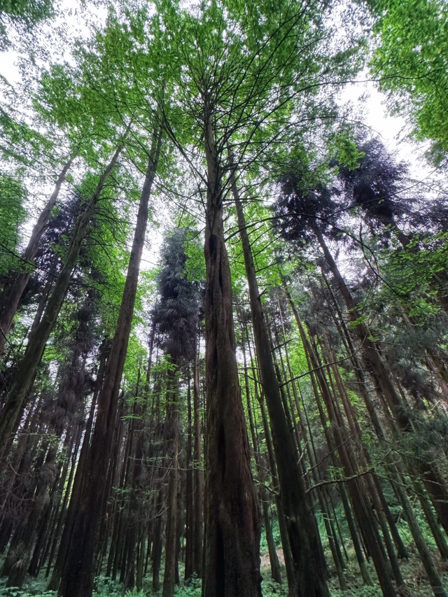 比青城山冷门100倍！成都1.5h直达冷门秘境+千年古树+迷雾森林