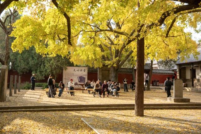 浮来山银杏树，即将迎来最佳观赏期！就自周末起！