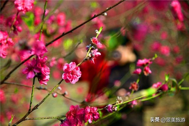 宏图大展正当时 佛山三水“世外桃源”万株桃花盛放迎客