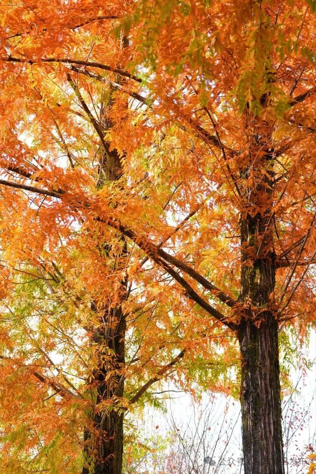 徽县：水杉的冬日华彩