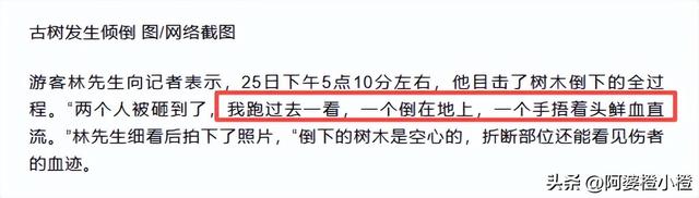 突发！武侯祠百年古柳轰然倒伏，两名游客被砸送医，现场细节曝光