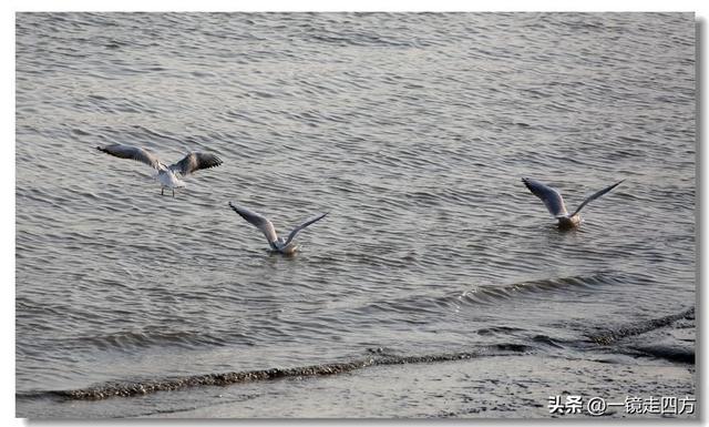 漫步丹东鸭绿江畔，可以隔江望见对岸的朝鲜