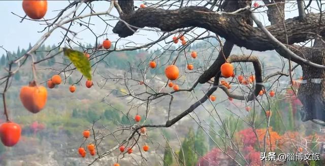 柿子熟了!淄博这些“柿”情画意,超出片!