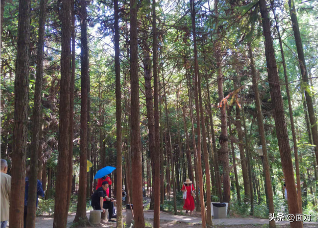 利川避暑山庄苏马荡树林下人们活动剪辑 老人安享晚年 小孩亲近自然