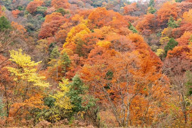 初冬梨平，是秋意没藏好的温柔