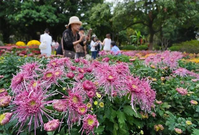 来啦！福州人等了一年的金秋雅事，本周开幕