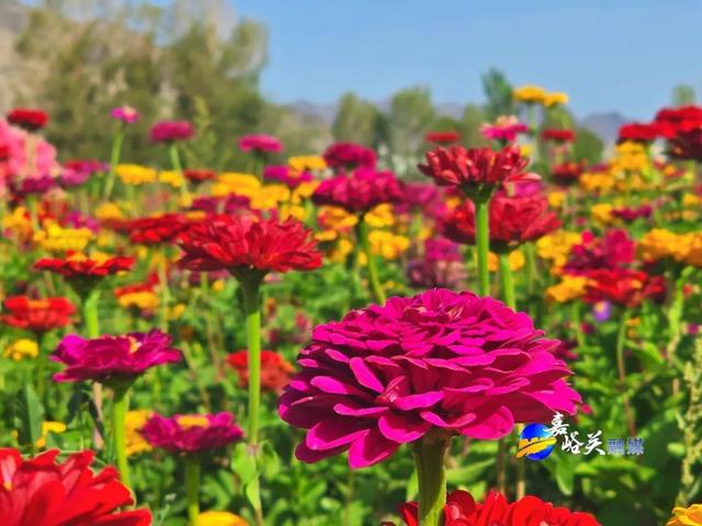 花美人少赶紧去!嘉峪关出现“宝藏级”五彩花海,全网都在追问来源!