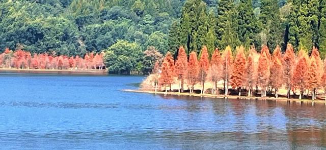 昆明三家村水库｜抓住水杉最后一抹红