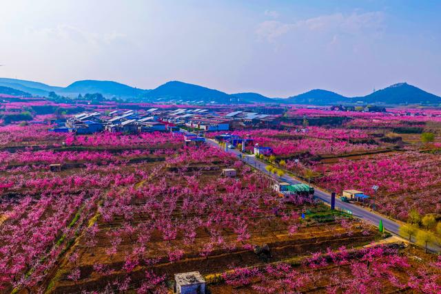 肥城桃花开成海 桃源春风醉若仙