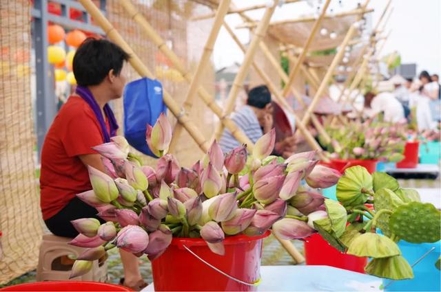 火爆全网的“荷花市集”，太仓也有了！