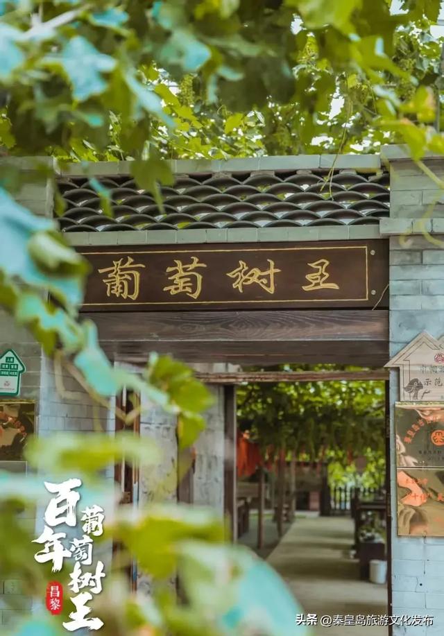 邂逅秦皇岛百年葡萄树，逛酒庄、品红酒、宿葡园，开启“藤”下慢时光！