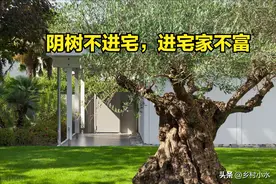 老祖宗说“阴树不进宅，进宅家不富”，下面5种阴树，你家有吗？图片