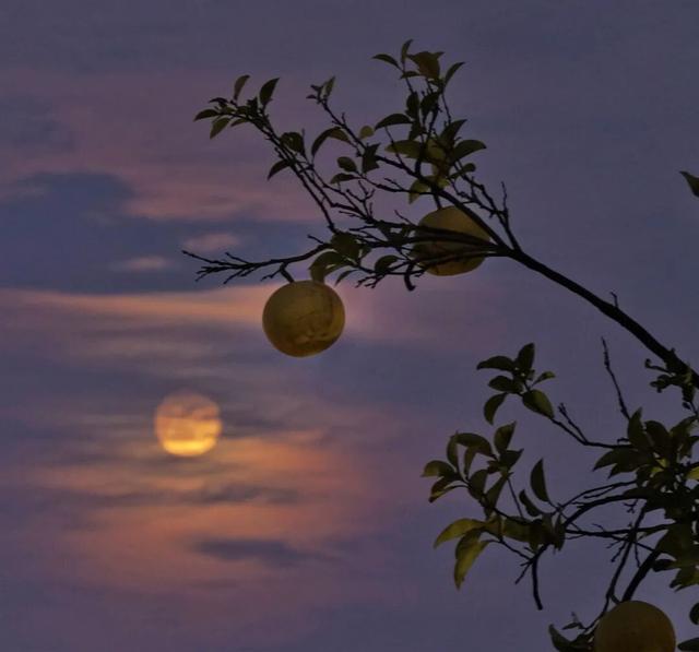 橘子洲，又见橘红染湘江