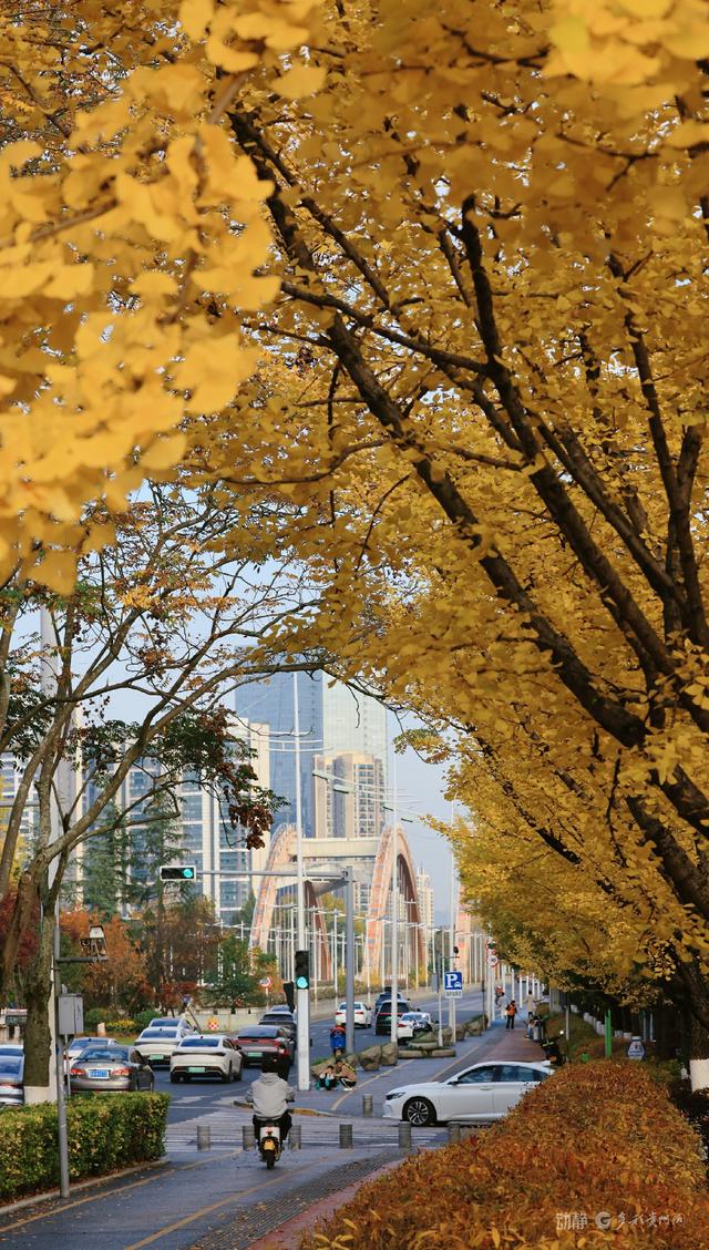 最是银杏橙黄时，打卡贵阳观山湖的冬日暖景