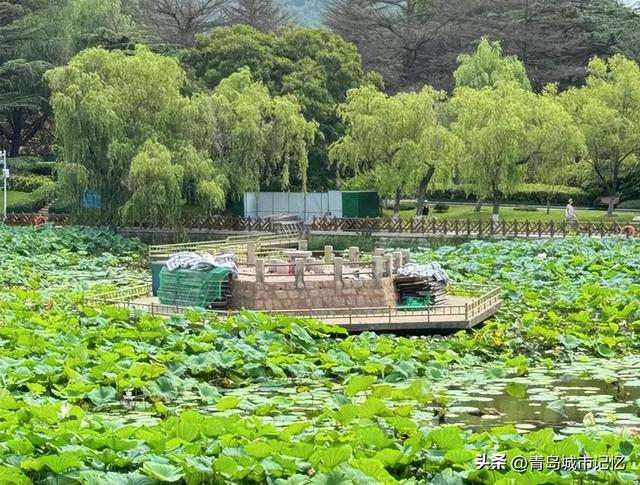 青岛中山公园小西湖凉亭的前世今生