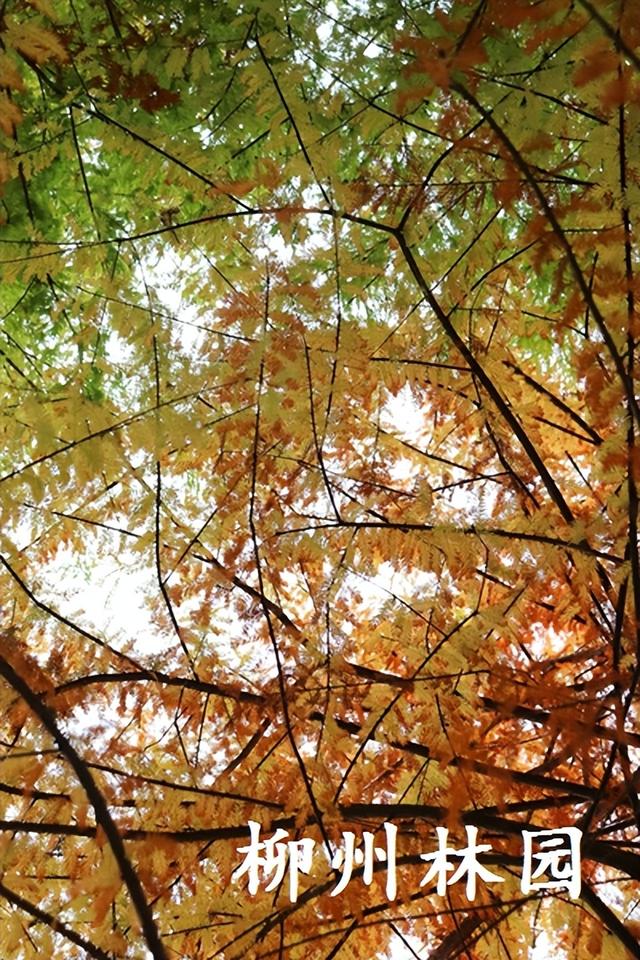 柳州市都乐公园“美拉德”水杉林邀你来打卡！