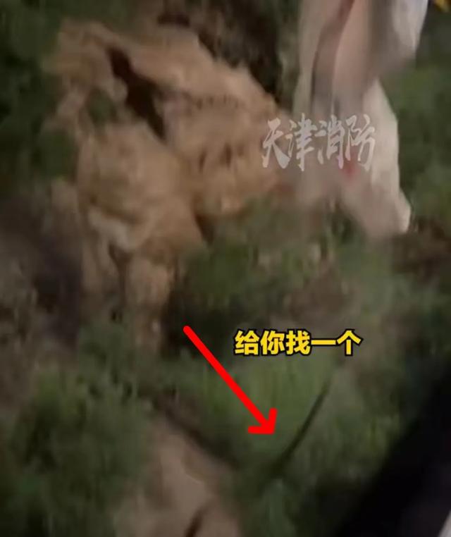 天津多地惊现大蛇！武清市民注意！