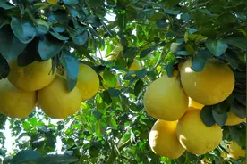 冬令悠然 “柚”见丰收图片