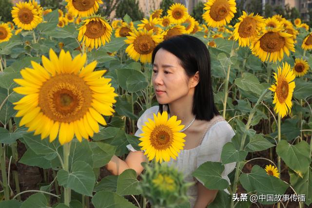 葵花向阳开 夏日金色游 湖北枝江三峡水乡的浪漫之约