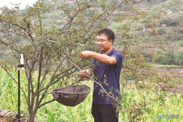 涉县“一品一播”让太行好物飞进万家