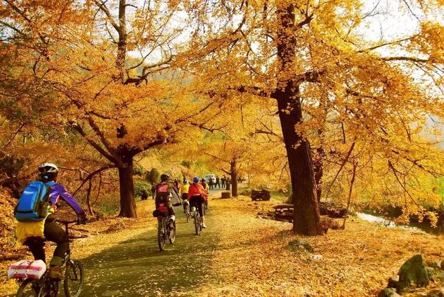 接下来的安陆，含“金”量超标！