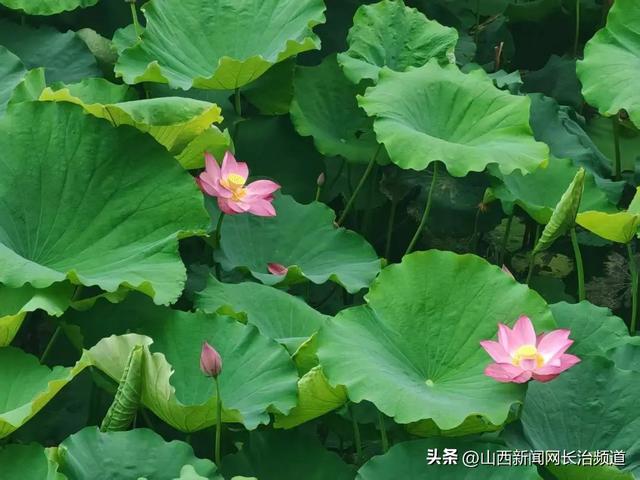 黎城县：黎侯公园荷韵浓 夏日盛景醉游人