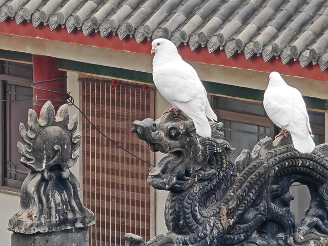 道士的庙，和尚当家：洛阳这座玉皇庙有“五奇”，免票开放！