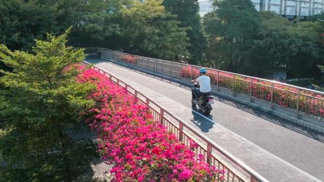 惊艳！南山60公里“空中花廊”来了~