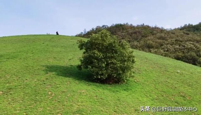 绝美出片打卡地！一棵全泰安最孤独的树，就在这里……